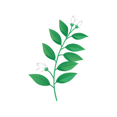 Jasmine flower flat minimal vector illustration, simple white floral icon, elegant botanical