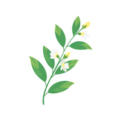Jasmine flower flat minimal vector illustration, simple white floral icon, elegant botanical