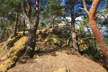 Rocky forest slope with twisted pine trees growing among sandstone formations and dry soil