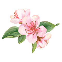 Watercolor hand drawn composition with three differents peachy pink flowers on a green branch with leaves Perfect for food packaging, organic branding, kitchen prints, healthy eating, vegetarian theme