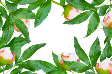 Peonies with green leaves and white petals arranged in a floral frame, isolated on a transparent background.