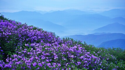 Obraz premium Beautifully blooming Hwangmaesan Mountain scenery