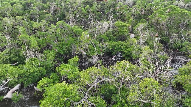 Sunda fruit bats, Acerodon mackloti, fly over an extensive mangrove forest on an island near Flores where their colony roosts. These large bats are considered a vulnerable species by the IUCN.