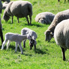 Obraz premium Two young lambs face each other curiously in a green field among grazing adult sheep