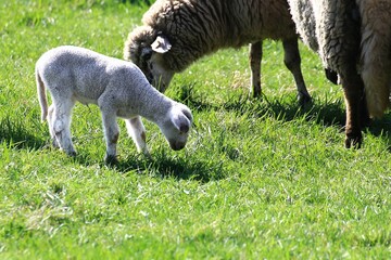 Single lamb grazes near ewe in open pasture on a sunny spring day with short green grass