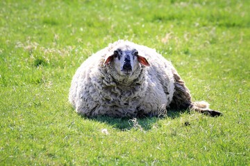 Single large sheep lies still on grass, calmly facing the camera in bright spring light
