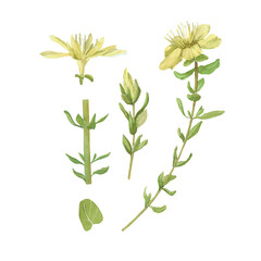 Watercolor illustration of Hypericum. Set with flowers and leaves. Hand-drawn isolated clip art on a white background. Pastel watercolor for holiday cards, wedding invitations, textiles, print design
