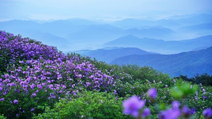 Beautifully blooming Hwangmaesan Mountain scenery