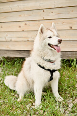 A white fluffy husky dog is sitting outdoors. A happy and playful husky dog walks in nature. Pet walking.