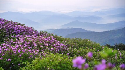 Beautifully blooming Hwangmaesan Mountain scenery