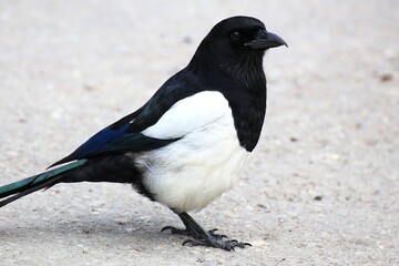 Black white feathers of a perched magpie (Pica pica) resting alertly on a paved surface in daylight