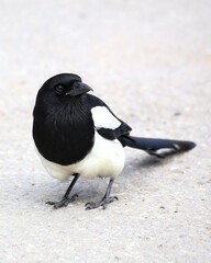 Urban magpie (Pica pica) stance with head turned and tail low on textured pale concrete
