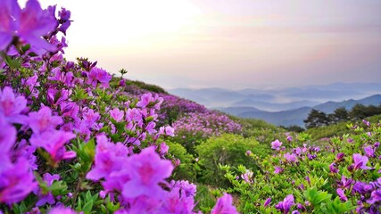 Obraz premium Beautifully blooming Hwangmaesan Mountain scenery