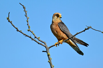 Rotfußfalke - Weibchen // Red-footed falcon - female (Falco vespertinus) - Donaudelta, Rumänien