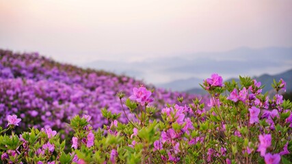 Fototapeta premium Beautifully blooming Hwangmaesan Mountain scenery