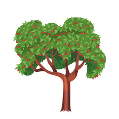 Plant with cherry drupe or stone fruit tree. Vector garden edible plant blossom. Seasonal rural flora for orchard or farm harvest. Farming and nutrition, botany and biology, cultivation theme.