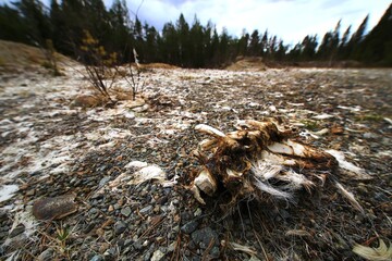 Animal remains scattered on gravel and tundra, with tufts of white fur in remote forest terrain