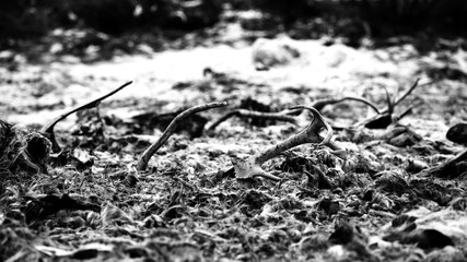 Weathered antlers partially buried in fur and snow in stark monochrome setting