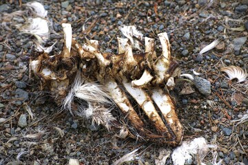 Scattered animal bones with fur and vertebrae lying on rocky forest ground