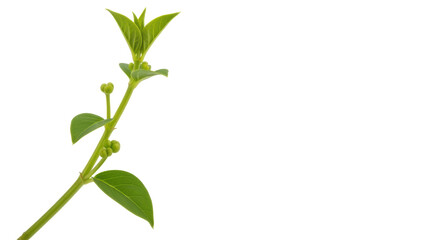 Isolated Green Twig with Buds