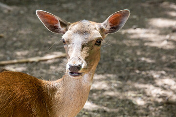 Portrait of a little deer in the forest