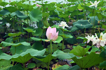 pink lotus flower ready to blossom in the lake in the garden