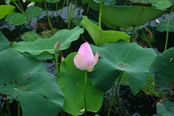 pink lotus flower buds in the middle of green leaves