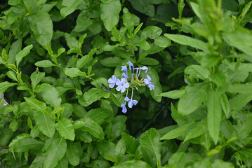 cluster of blue flowers blossom in the bush in the park