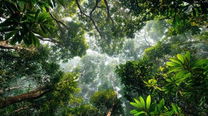 Rainforest canopy perspective showing diversity of green foliage and sunlight filtering through leaves