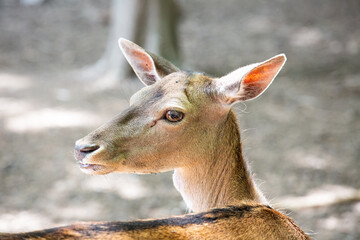 Portrait of a little deer in the forest