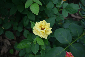 a single yellow rose blossom in the garden