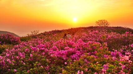 Obraz premium Beautifully blooming Hwangmaesan Mountain scenery