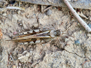Desert grasshopper, genus Acrotylus. Acrididae