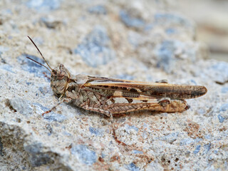 Desert grasshopper, genus Acrotylus. Acrididae