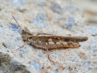 Desert grasshopper, genus Acrotylus. Acrididae