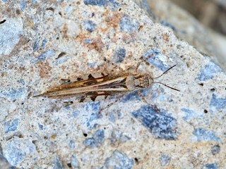 Desert grasshopper, genus Acrotylus. Acrididae