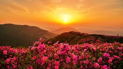 Fototapeta premium Beautifully blooming Hwangmaesan Mountain scenery