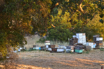 Beehive Boxes Under Oak Trees in Rural Setting
