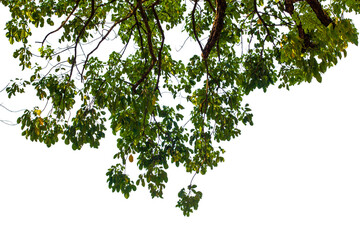 branch of a tree isolated on white