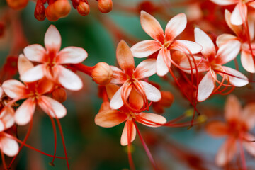 Closeup of Pagoda Flower Clerodendrum paniculatum tropical flowers with soft peach petals and red...
