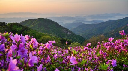 Beautifully blooming Hwangmaesan Mountain scenery