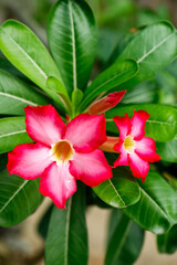 Two desert rose flowers with glossy green leaves in tropical setting