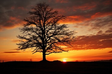 Sunset tree landscape outdoors.