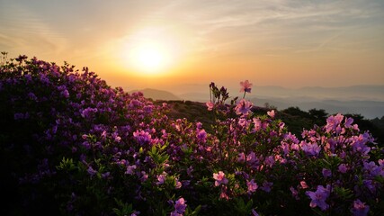 Obraz premium Beautifully blooming Hwangmaesan Mountain scenery