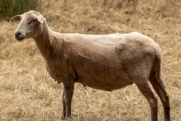 Obraz premium Ewe standing in dry grass field during summer daytime