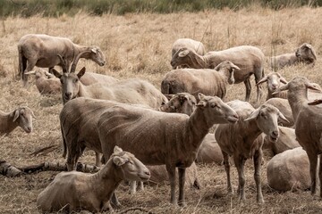 Flock of sheep grazing in dry pasture under cloudy sky