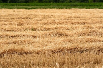 Harvested wheat field creating lines of straw in agricultural landscape