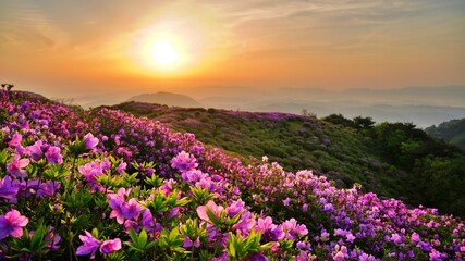 Obraz premium Beautifully blooming Hwangmaesan Mountain scenery