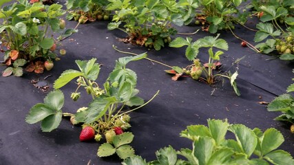Strawberry Plants Growing on Black Mulch Fabric in Outdoor Garden During Ripening Season