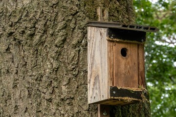 Birdhouse hanging on a tree in a forest providing shelter for birds